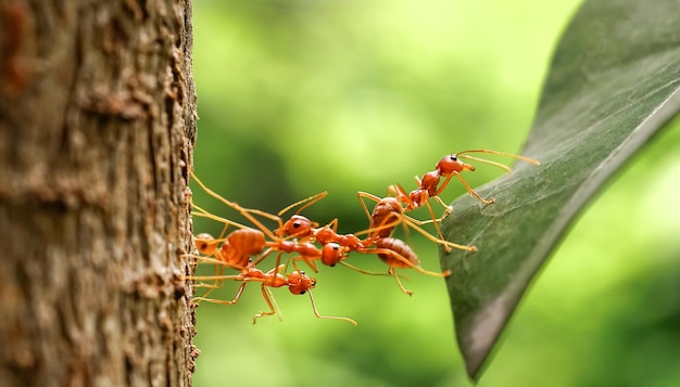 Ameisenbrücken-Einheitsteam, Ameisen helfen beim Transport von Lebensmitteln, Konzeptteam arbeitet zusammen. Teamwork der roten Ameisen. Einheit