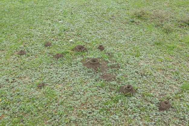 Ameisenhaufen auf einem Hintergrund von frischem Grün. Details über das wilde Leben der Ameisen.