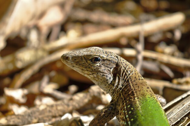 Ameiva gigante (ameiva Ameiva)