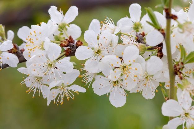 Ameixa amarela em flor