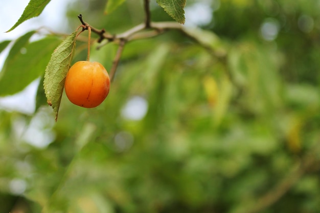 ameixa amarela jovem, ameixa selvagem amadurece nos galhos, cereja amarela em um galho close-up em um ensolarado