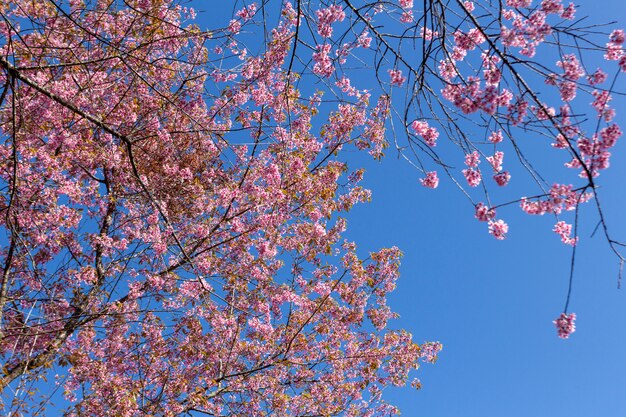 Ameixa brilha no céu azul