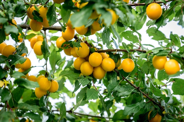 Ameixa cereja crescendo no jardim.