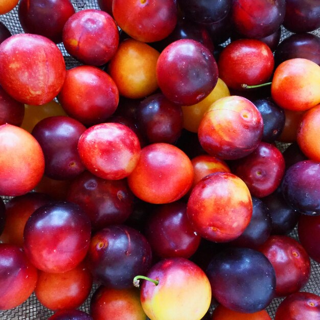 Ameixa de cereja em um fundo branco Uma mistura de ameixa de cereja amarela e vermelha acabada de ser removida de uma árvore Deliciosas bagas de ameixa fresca Apetitosa grande ameixa de cereja para venda catálogo Comida em um fundo branco