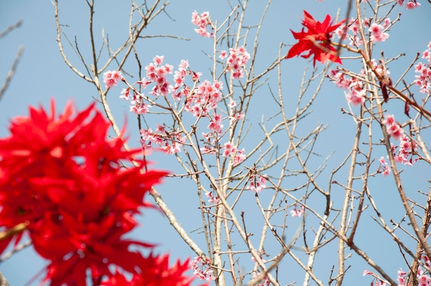 Foto ameixa flor de ameixa