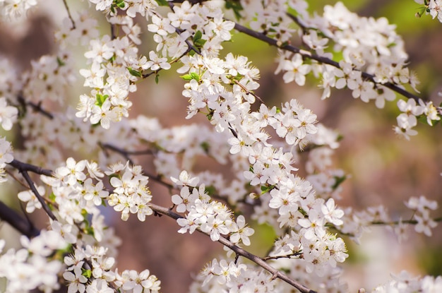 Ameixa flores de primavera