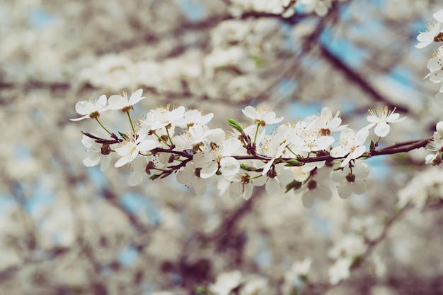 Ameixa flores de primavera