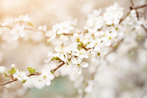 Ameixa flores de primavera