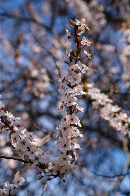 Ameixa ornamental de floração de primavera