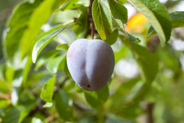 Ameixa roxa em uma árvore