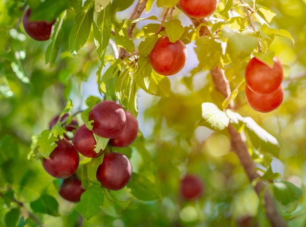 Ameixa vermelha cereja ameixa fruta em um galho de árvore fruta madura colheita árvore frutífera