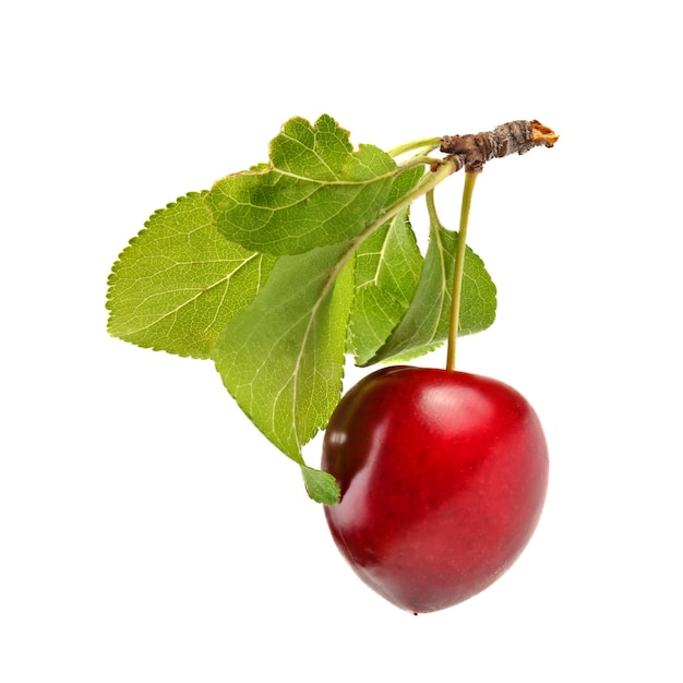 Ameixa vermelha mirabele (Prunus domestica syriaca) com folha verde e caule isolado no fundo branco