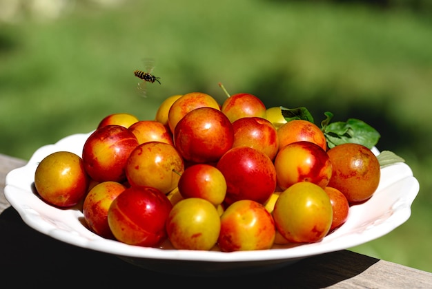 Ameixas amareladas em um prato branco Foto feita no jardim Abelha voando perto de frutas