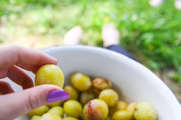 Foto ameixas amarelas. frutas doces maduras frescas.