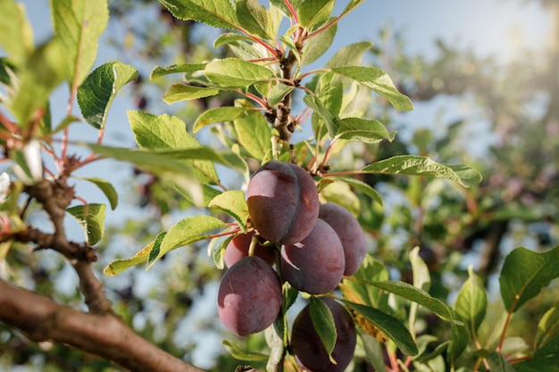 Ameixas azuis maduras em um galho no jardim Conceito de colheita de outono Agricultura Colheita de fundo muitas frutas na plantação BeH3althy