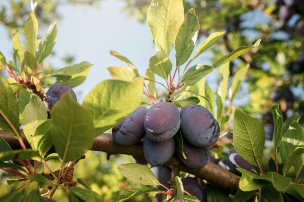 Ameixas azuis maduras em um galho no jardim Conceito de colheita de outono Agricultura Haversting fundo muitas frutas na plantação