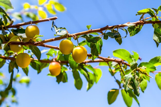 Ameixas de cereja amarelas amadurecem em um galho Frutos pequenos e pesados nos galhos de um arbusto