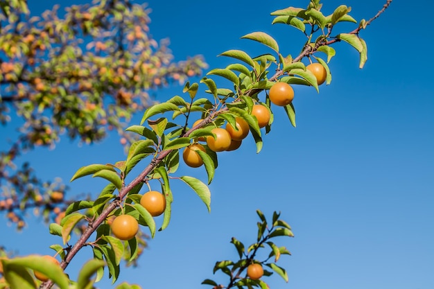 Ameixas de cereja amarelas amadurecem em um galho Frutos pequenos e pesados nos galhos de um arbusto