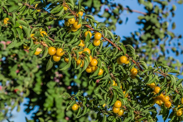 Ameixas de cereja amarelas amadurecem em um galho Frutos pequenos e pesados nos galhos de um arbusto