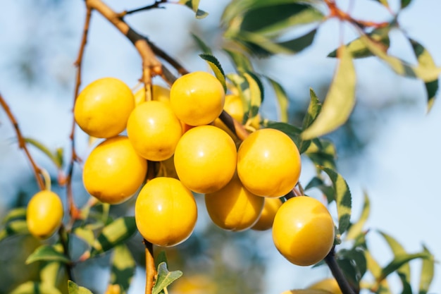 Ameixas de cereja maduras amarelas penduradas no galho com folhas verdes de ameixeira iluminadas pela luz solar da manhã colheita e jardinagem vitaminas e conceito de preservação de alimentos saudáveis foco suave