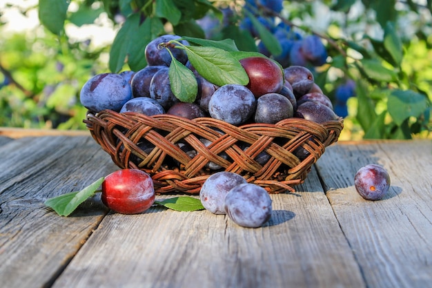 Ameixas em um vaso sobre uma mesa de madeira no jardim de verão. Frutas da estação.