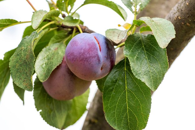 Ameixas maduras no jardim em uma árvore Colha ameixas