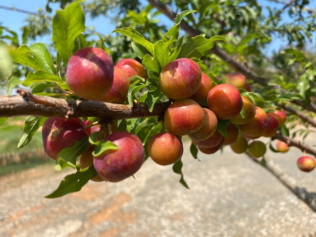 ameixas no galho de árvore no jardim