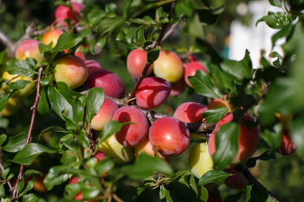 Ameixas orgânicas amadurecendo na árvore no jardim