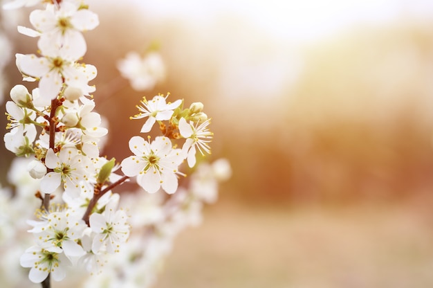 Ameixas ou ameixas secas florescem flores brancas no início da primavera na natureza. foco seletivo. chama