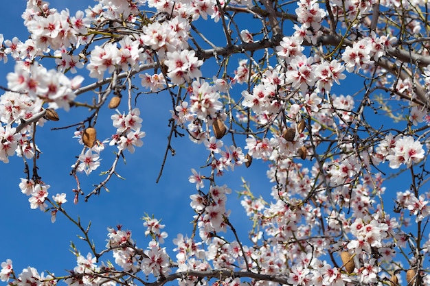 Amêndoas com casca pendurada em amendoeira em flor com céu azul