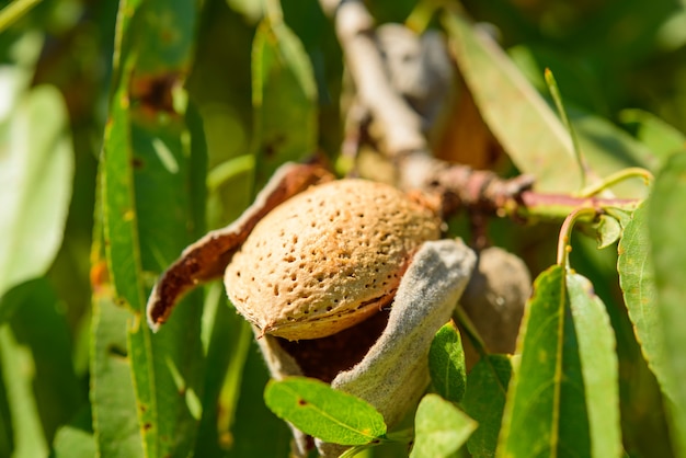 Amêndoas maduras no galho de árvore com folhas verdes, close-up