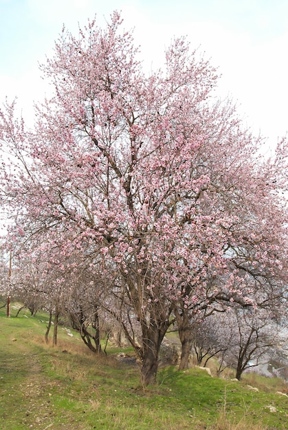 Amendoeira em flor com flores rosas brancas