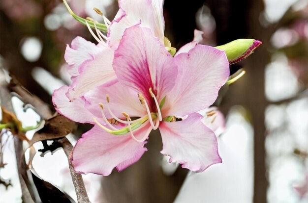 Amendoeira em flor na primavera, close-up