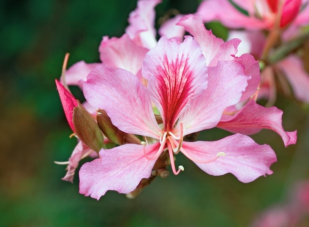 Amendoeira em flor na primavera, close-up