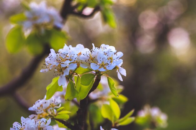 Amendoeira na primavera, flores brancas frescas no galho da árvore de fruto