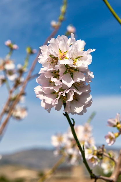 Amendoeiras em flor anunciando que a primavera está chegando Fotografia de alta resolução