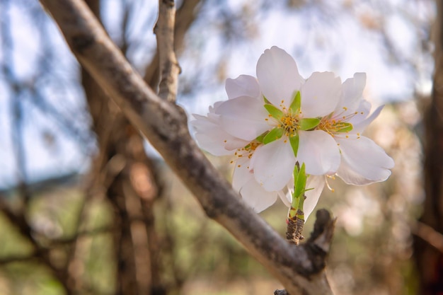 Amendoeiras em flor anunciando que a primavera está chegando Fotografia de alta resolução