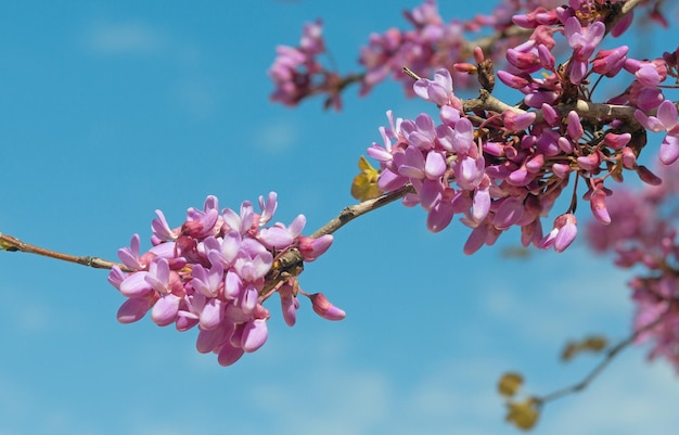 Amendoeiras em flor em Israel