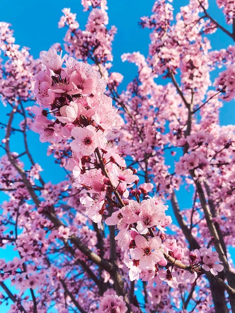 Amendoeiras em flor Árvores e galhos cheios de flores Amendoeiras na primavera