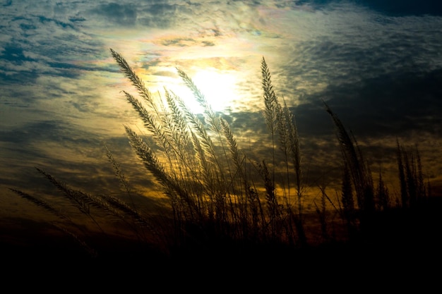 Amentilho flores Kans grama Saccharum spontaneum ou Kashful em bengali com bela luz temperamental em Chandpur Bangladesh