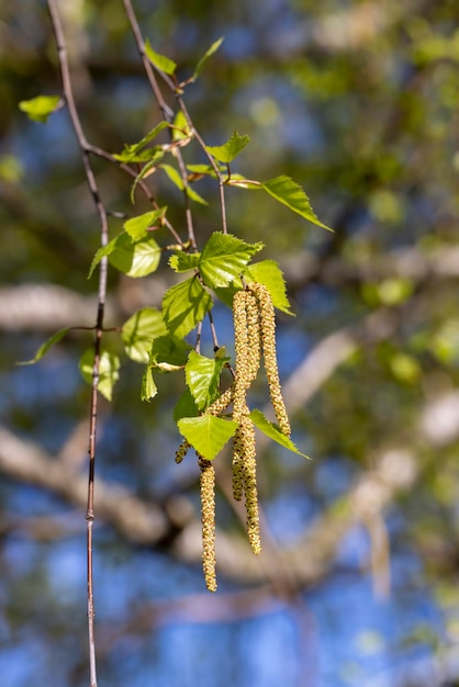 Amentilhos de bétula durante a floração na primavera