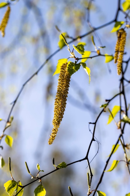 Amentilhos de bétula durante a floração na primavera