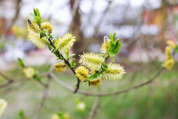 Amentilhos de salgueiro na primavera árvore de amentilhos de salgueiro