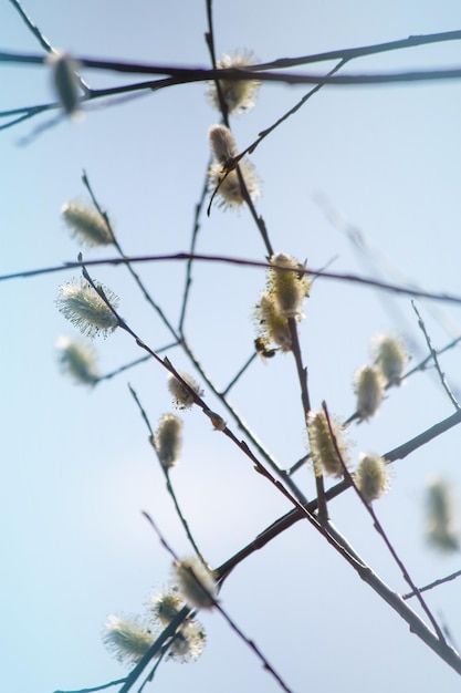 Amentilhos de salgueiro nos galhos de árvores na primavera