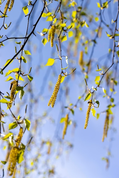 Amentos de abedul durante la floración en primavera