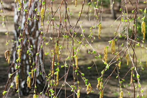 Amentos de abedul Fondo natural Ramas de abedul Las primeras hojas de primavera