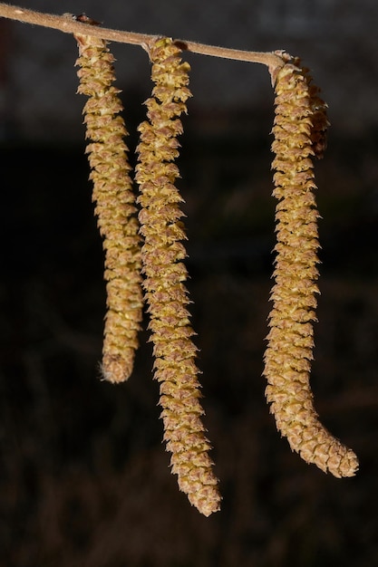 Los amentos estaminados de avellano común florecieron a principios de la primavera antes de la aparición de las hojas.