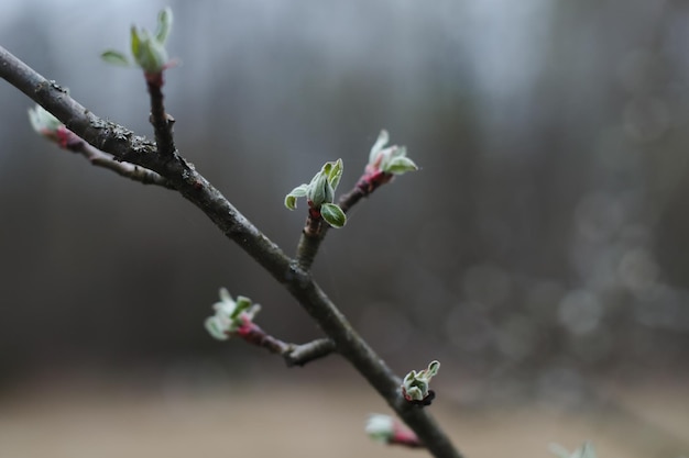 Amentos de fondo de primavera en el enfoque selectivo de ramas de árboles