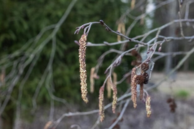 Amentos largos y esponjosos en la rama en otoño