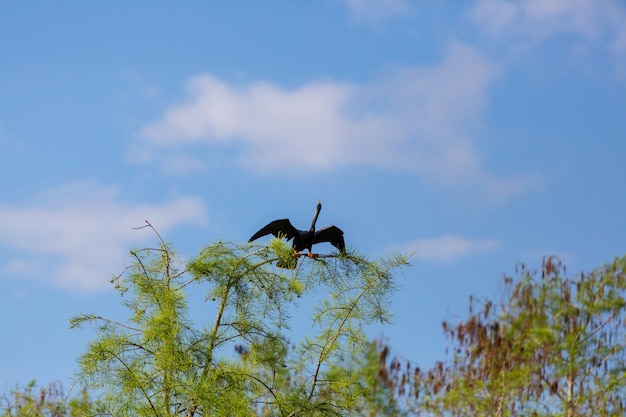 American anhinga, parque nacional everglades, flórida